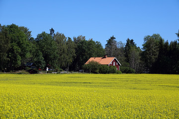 Rapsfeld in Schweden