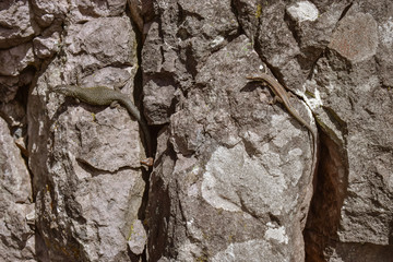 Lizard sunbathing on a rock. Taken in Madeira