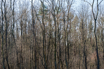 bare robinia pseudoakacia trees in forest