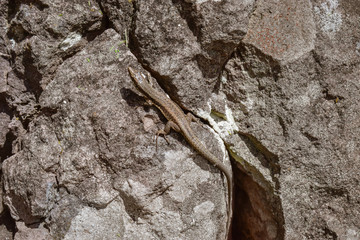 Lizard sunbathing on a rock. Taken in Madeira