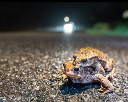 Kr&ouml;tenwanderung