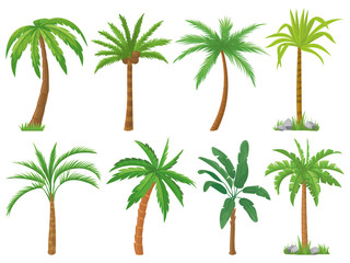 Palm trees. Tropical tree green leaves, beach palms and retro california greenery isolated vector set