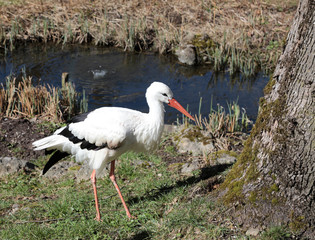 Stork walking next to water