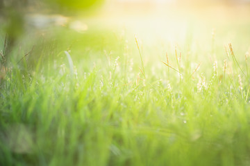 Close up beautiful view of nature green grass on blurred greenery tree background with sunlight in public garden park. It is landscape ecology and copy space for wallpaper and backdrop.