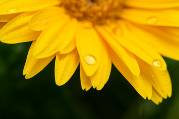 Beautiful blooming gerbera is blooming. Yellow Gerbera daisy macro with water droplets on the...