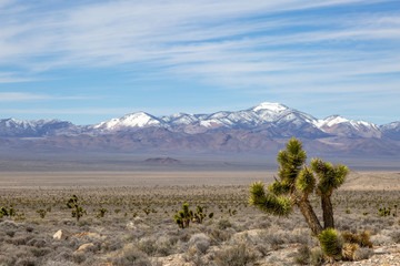 A Nevada desert landscape with a joshua tree in the foreground and snowcapped mountains in the distance