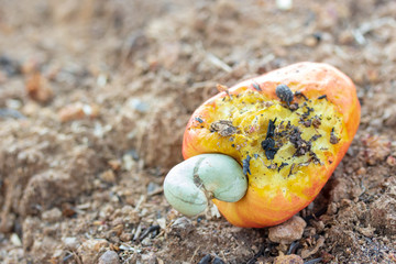 Cashew drop on the ground under the tree