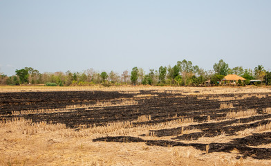 Rice field was burned after harvest.Background of Burning rice field after harvesting, Air pollution in the rice field in Thailand, Farmer burn it for prepare to grow new one, It is unhealthy.