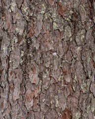 Wooden Tree background