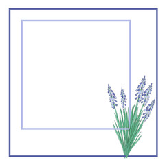 Watercolor illustration Flower muscari on white background frame/ Greeting card