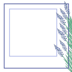 Watercolor illustration Flower muscari on white background frame/ Greeting card