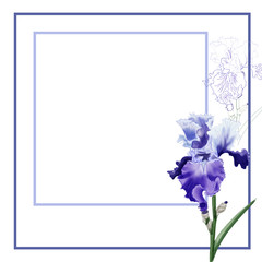 Watercolor illustration Flower iris on white background frame/ Greeting card