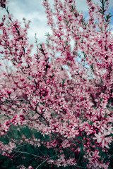 Flowering tree in the garden. Springtime