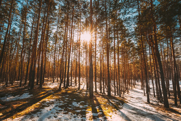 Obraz premium Beautiful Sunset Sun Sunshine In Sunny Early Spring Coniferous Forest. Sunlight Sun Rays Shine Through Pine Woods In Forest Landscape Partially Covered Snow In Late Autumn Or Early Winter Season