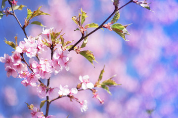 Cherry blossoms and blue sky - one day in Japan