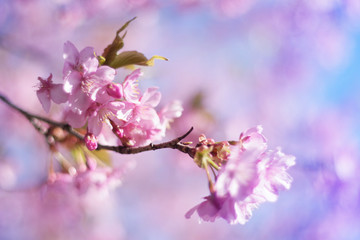 Cherry blossoms and blue sky - one day in Japan