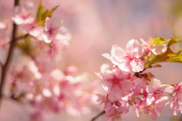 Fototapeta na wymiar Cherry blossoms and blue sky - one day in Japan