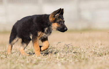 german shepherd puppy outdoors