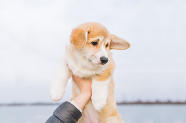 Corgi puppy dog is in woman hands