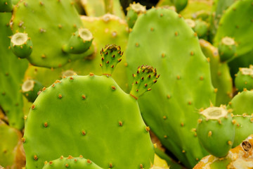 Kaktus 2