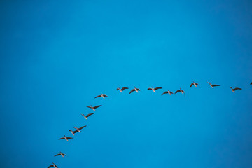Flock Of Ducks Flying In Sunny Blue Spring Sky During Their Migration In Belarus, Russia
