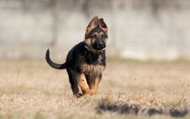 german shepherd puppy outdoors