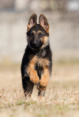 german shepherd puppy outdoors