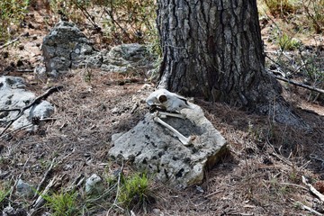 A real dry goat skull
