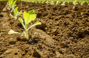 Tobacco field in spring