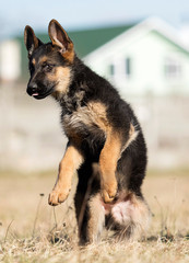 puppy breed German shepherd on a street walk