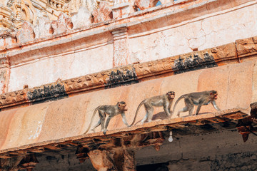 Monkeys at Sri Virupaksha temple in Hampi, India