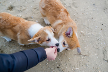 Man feeding cute two puppies from the hand on sandy beach