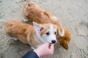 Owner hand feed two pupies.