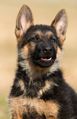 puppy breed German shepherd on a street walk