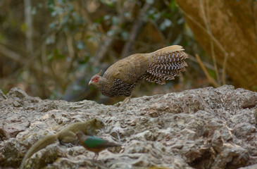 Kalij pheasant, female in the nature