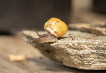 Schnecke mit Schneckenhaus