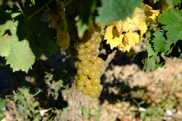 Wein Reben Trauben