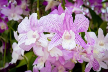 Orchid flower in the garden