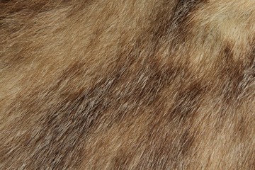 Dachsfell © Martina