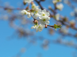 Cherry flowers on branch tree at the springtime in sunny day in the garden, blue sky background, copyspace