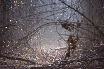 Early spring in a forest: trees in a misty sunshine