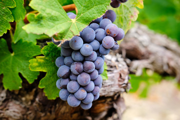 Wein Reben Trauben