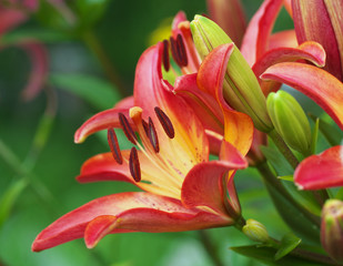 Obraz premium Closeup orange red yellow white Lily flowers in a garden bed, Macro shot, Pistil and stamen and bud and drop scent oil.