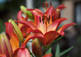 Fototapeta premium Closeup orange red yellow white Lily flowers in a garden bed, Macro shot, Pistil and stamen and bud and drop scent oil.