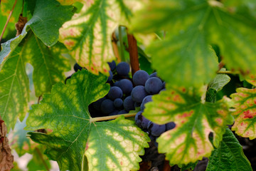 Wein Reben Trauben