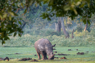 Rhino in Ziwa Park