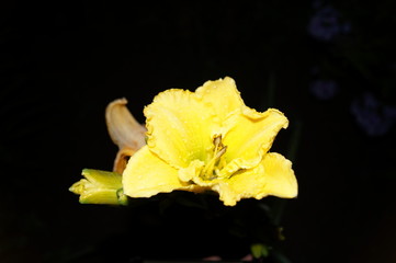 yellow rose on black