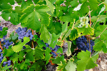 Wein Reben Trauben