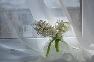 spring, sunset, vase, window, curtain, flowers, bouquet, white, hyacinths