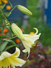 Obraz premium Closeup orange red yellow white Lily flowers in a garden bed, Macro shot, Pistil and stamen and bud and drop scent oil.